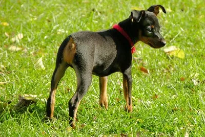 A Puppy jigsaw puzzle