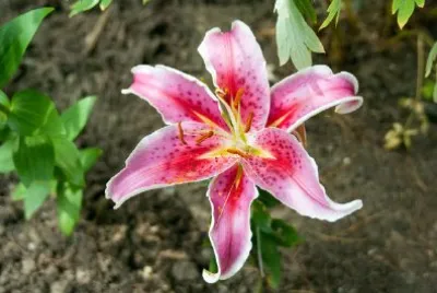 Star Lily