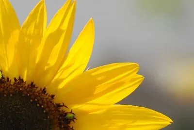 Eine Sonnenblume