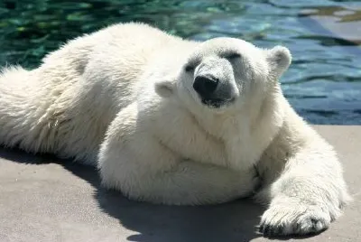 Polar Bear jigsaw puzzle