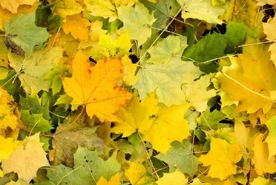 Foglie d'autunno