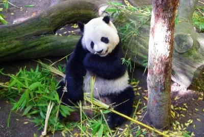 Panda Bear, San Diego, California, USA jigsaw puzzle