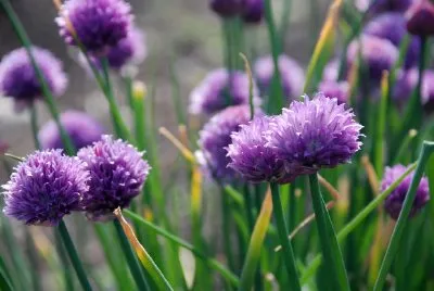 Lilane Blumen