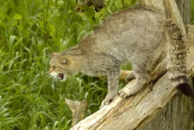 Scottish Wild Cat jigsaw puzzle