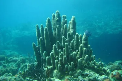 Underwater jigsaw puzzle
