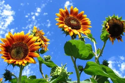 Sonnenblumen