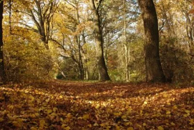 Autunno, foresta