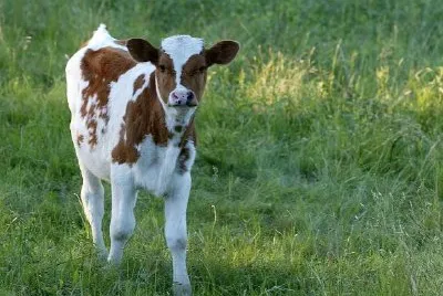 A Calf jigsaw puzzle