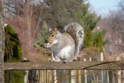 Eichhörnchen