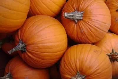 カボチャ