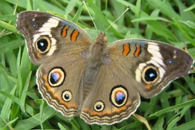 Butterfly jigsaw puzzle
