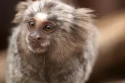 Marmoset jigsaw puzzle