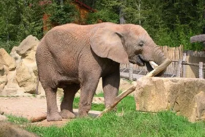 Elephant jigsaw puzzle