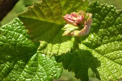 פאזל של משאיר