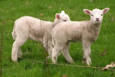 Two Sheeps jigsaw puzzle