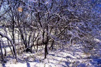 Schneebedeckte Bäume
