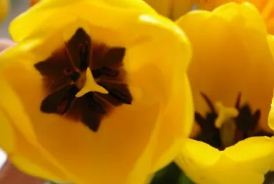 Tulpen