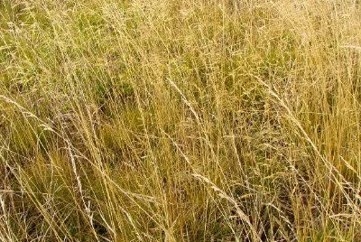 Grama seca