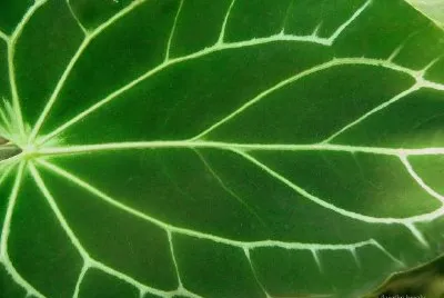 Grünes Blatt