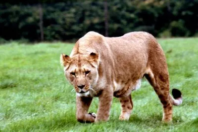 Lioness jigsaw puzzle