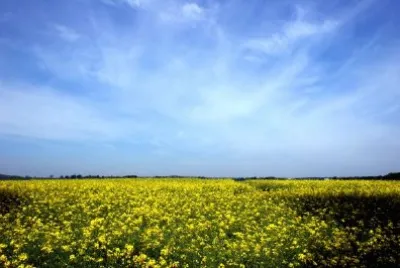 Gelbe Blumen Landschaft