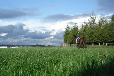Arabian horse jigsaw puzzle