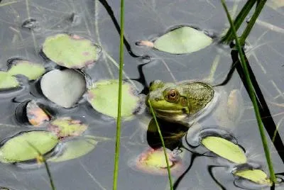 Ein Frosch im See