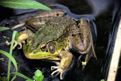 A Frog jigsaw puzzle