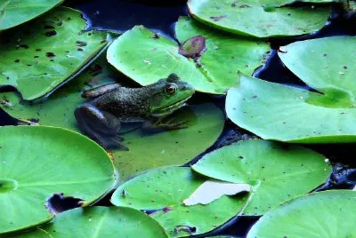 A Frog jigsaw puzzle