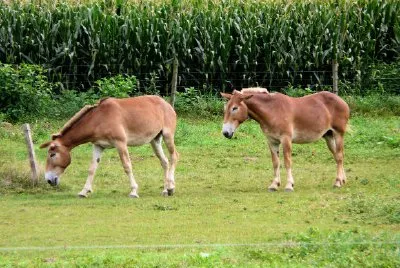Horses jigsaw puzzle