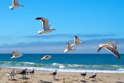 Gaviotas volando sobre una playa