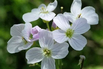 Weiße Blumen