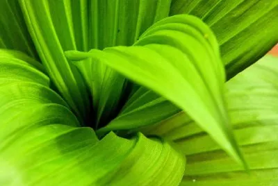 Eine grüne Pflanze