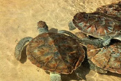 Turtles, Grand Cayman jigsaw puzzle