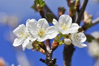 Kirschblüte