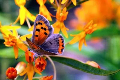 Ein Schmetterling