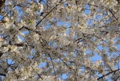 Frühlingsblüte