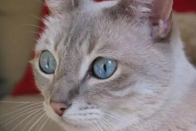 A Blue Eyed Cat jigsaw puzzle