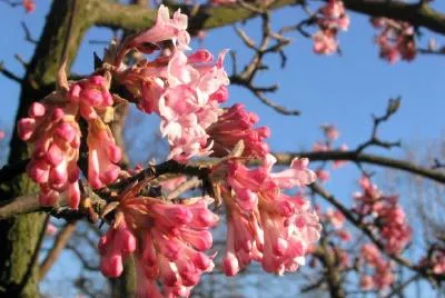 Blumen