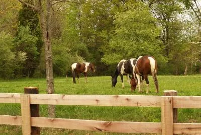 Three Horses jigsaw puzzle