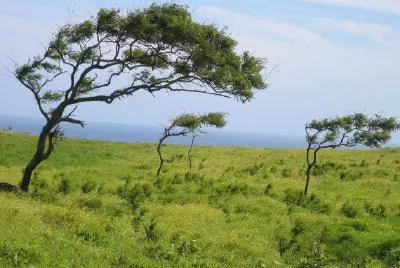 Bäume im Wind