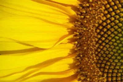 Sonnenblumen-Makro