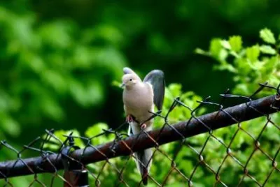A Dove jigsaw puzzle