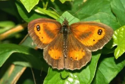 Butterfly jigsaw puzzle