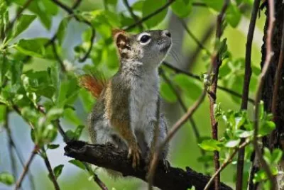 Red Squirrel jigsaw puzzle