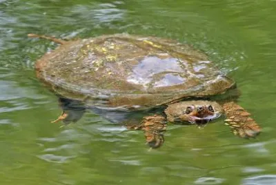 Turtle jigsaw puzzle