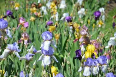 Ирисови цветя