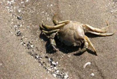 Crab on the beach jigsaw puzzle