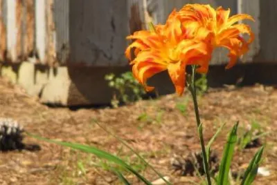 Orange Lily