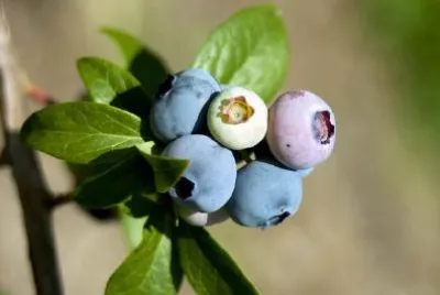 Blaubeeren